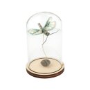 Glasglocke mit Holzboden, 9 x 13 cm, f&uuml;r Deko und Miniturwelten