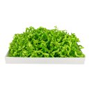 SizzlePak lime green 066, coloured fill and cushioning paper