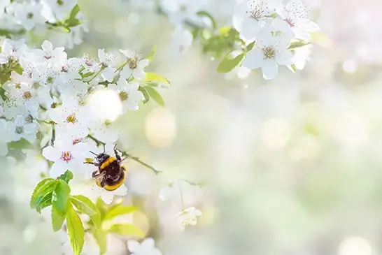 Hummel auf weißen Blütenzweigen vor hellem, unscharfem Hintergrund