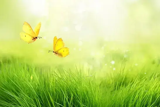 Green summer meadow with two yellow butterflies in front of a bright, blurred background.