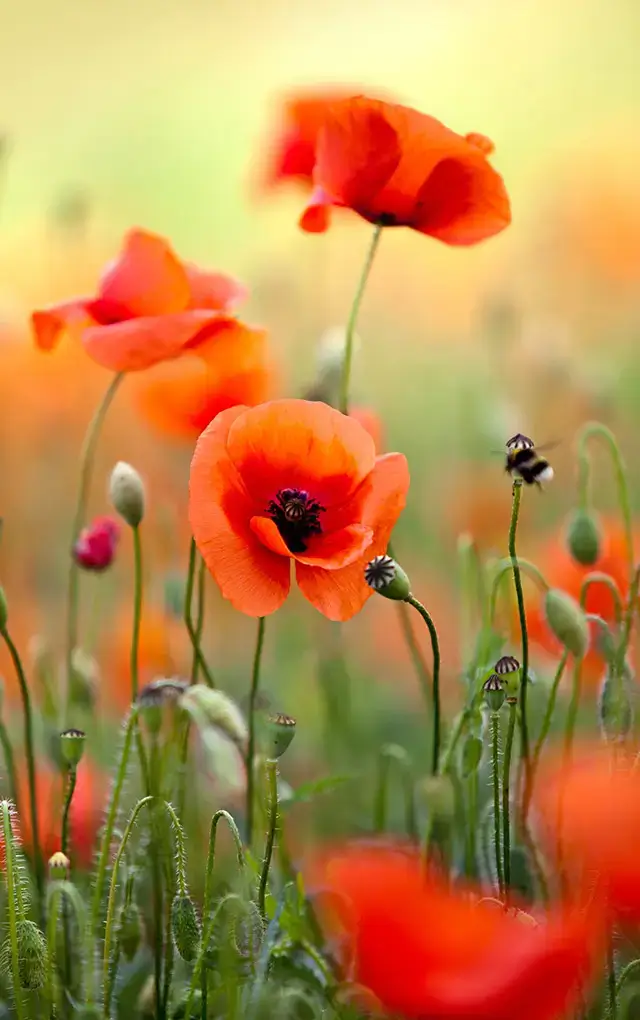 Orangefarbener Mohn mit Knospen und Stängeln auf einer sommerlichen Wiese vor unscharfem Hintergrund.